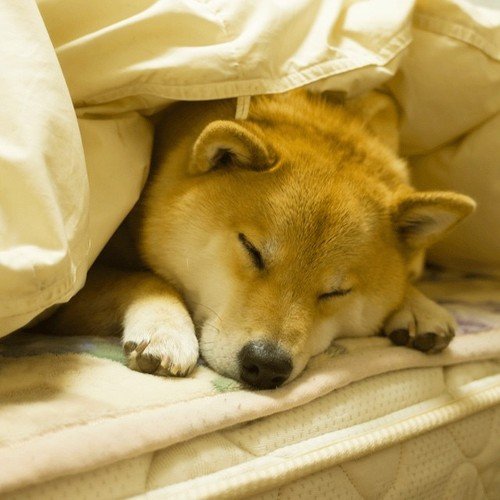 randomshiba2