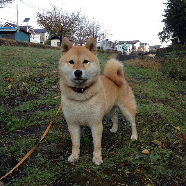 randomshiba2