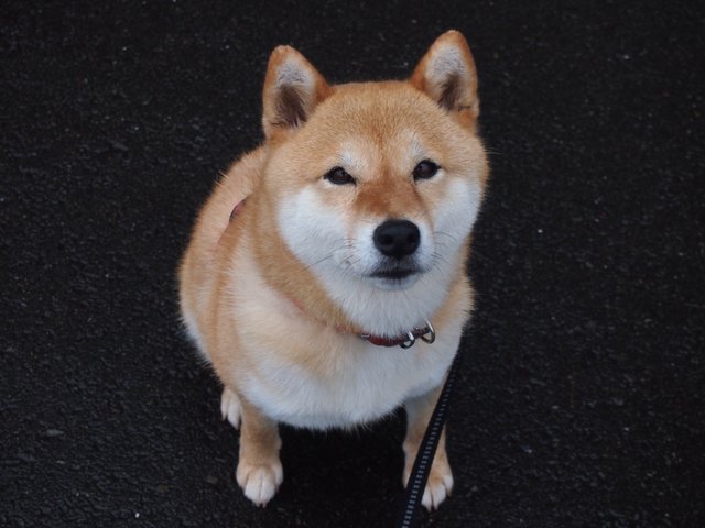 randomshiba