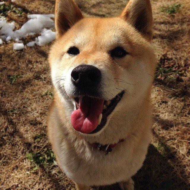 randomshiba2