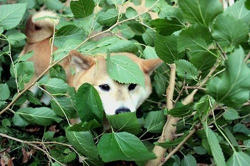 randomshiba2