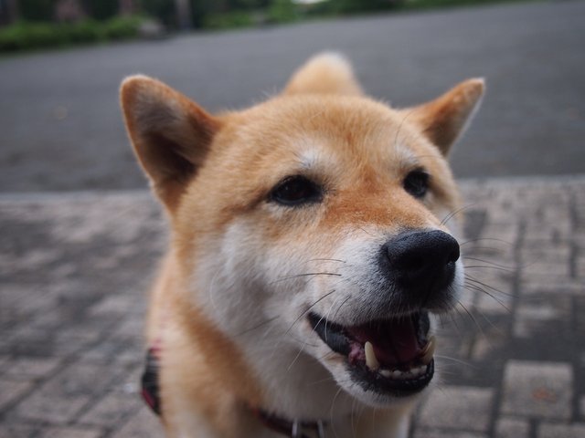 randomshiba