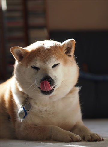 randomshiba2