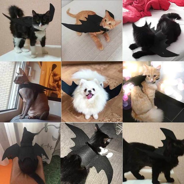 Bat Wing Clothes For Cats Steemit