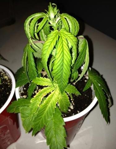 Blog11 Photo1+Eagle Star Lighting+Type A LED GROW LIGHT