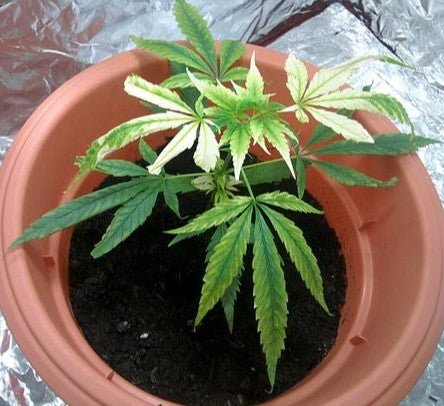 Blog11 Photo3+Eagle Star Lighting+Type A LED GROW LIGHT
