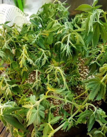 Blog11 Photo4+Eagle Star Lighting+Type A LED GROW LIGHT