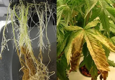 Blog11 Photo5+Eagle Star Lighting+Type A LED GROW LIGHT