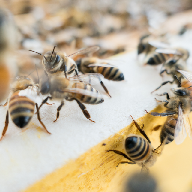 How to Escape From Killer Bees