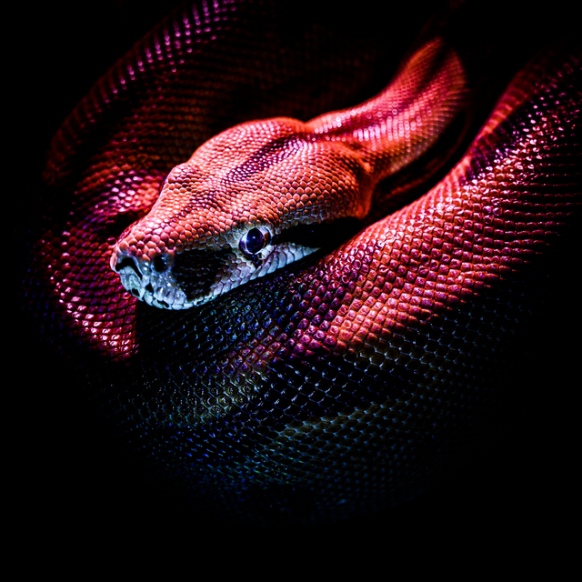 How to survive a poisonous snake attack