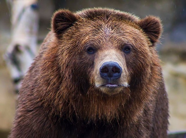 What should you do if you see a bear