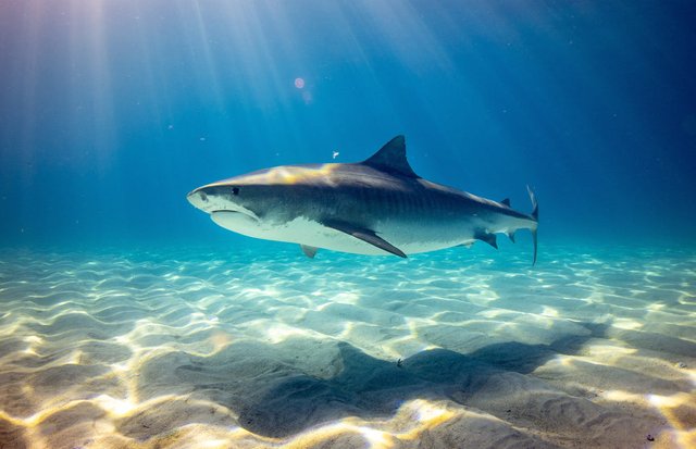 How to fight off a shark