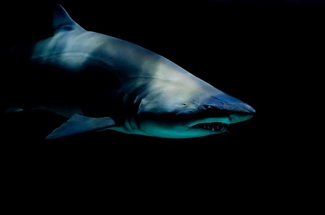 The three kinds of shark attacks