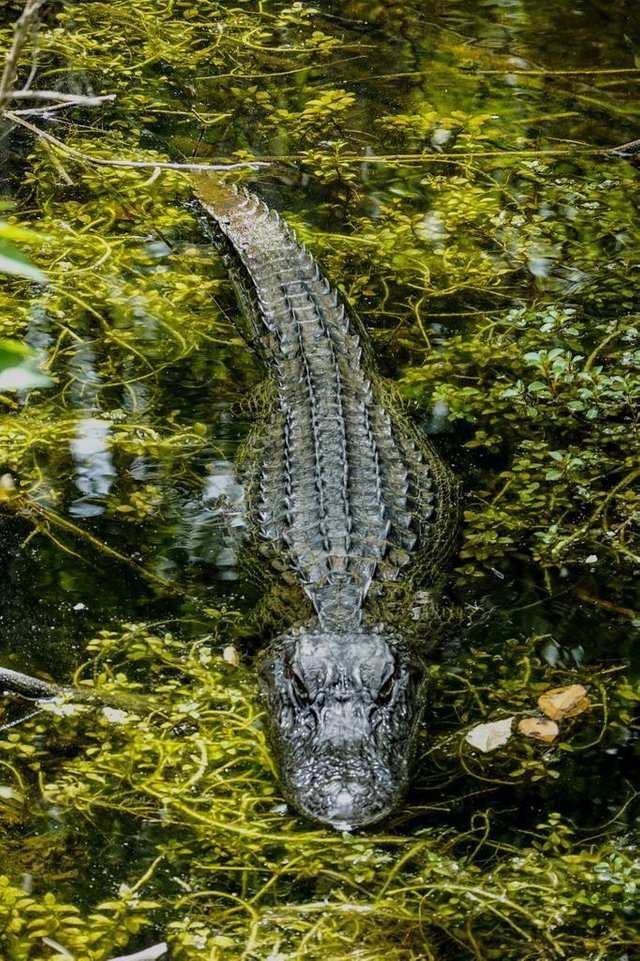 How to avoid an alligator attack