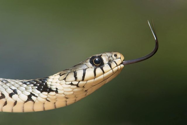 How to treat a snake bite