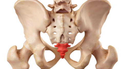 Image of injured coccyx bone, painful tailbone