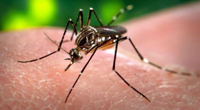 Zika virus infection