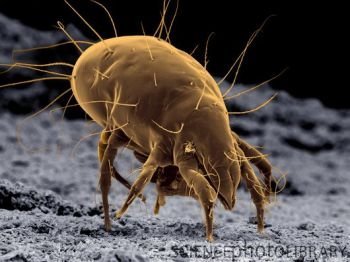 mites