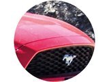 mustang.jpg