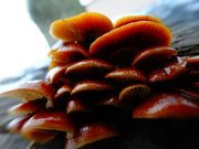 1rDSC06813 (1).JPG