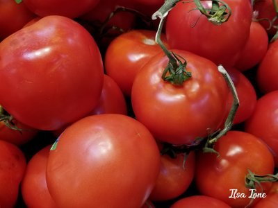 tomatoes1 copy.jpg
