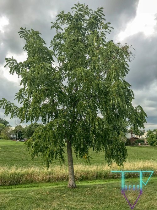 treetues-sept11-3.jpg