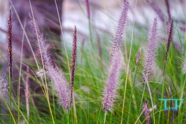 plants1.jpg