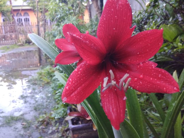 Bunga Lily Merah Lambang Kejayaan Steemit
