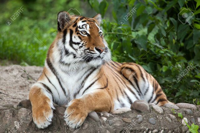 67263535-tigre-de-sibérie-panthera-tigris-altaica-également-connu-comme-le-tigre-de-l-amour-.jpg