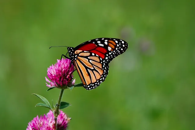 monarch-butterfly-8137642_1280.webp