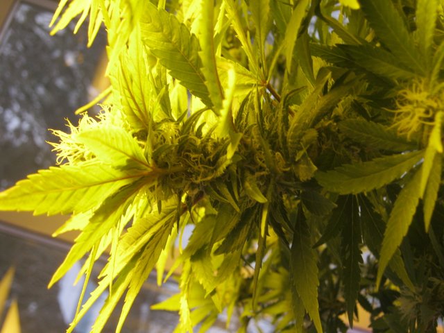 single cannabis bud upclose Jan 31.JPG