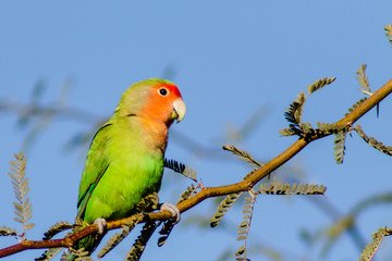 lovebird.jpg