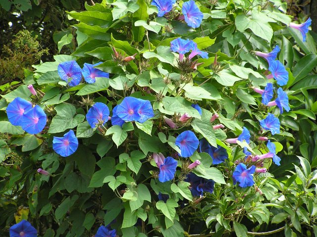 weed-of-the-month_blue-morning-glory-3.jpg