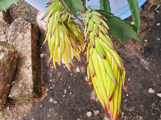 20250706_094721.jpg