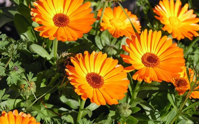 calendula-2-scoolgardens.jpg