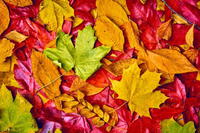 background-of-autumn-leaves-autumn-background.jpg