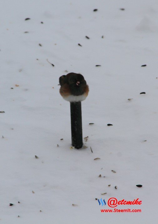 Dark-eyed Junco PFW0131.JPG