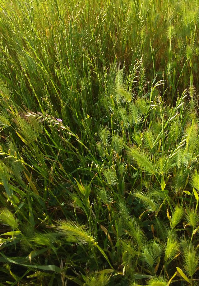 Grass.jpg