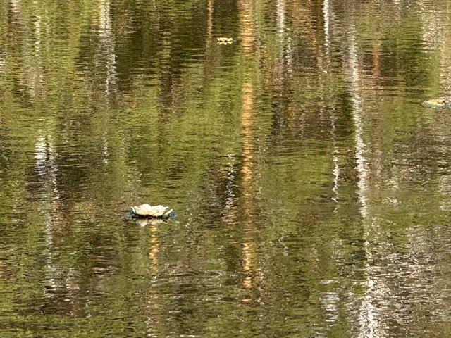 IMG_5389.jpeg