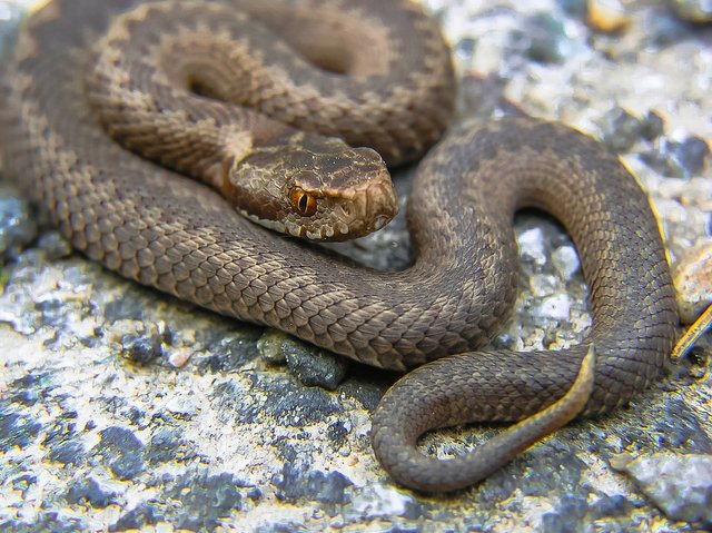 snake-947367_1920.jpg