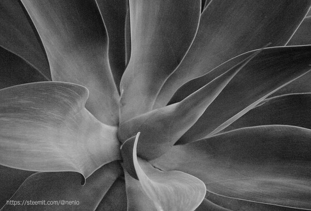 agave-01-bw.jpg