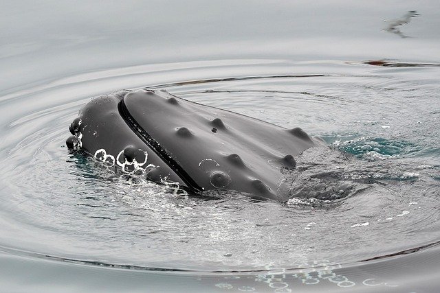 whale-8274343_640.jpg