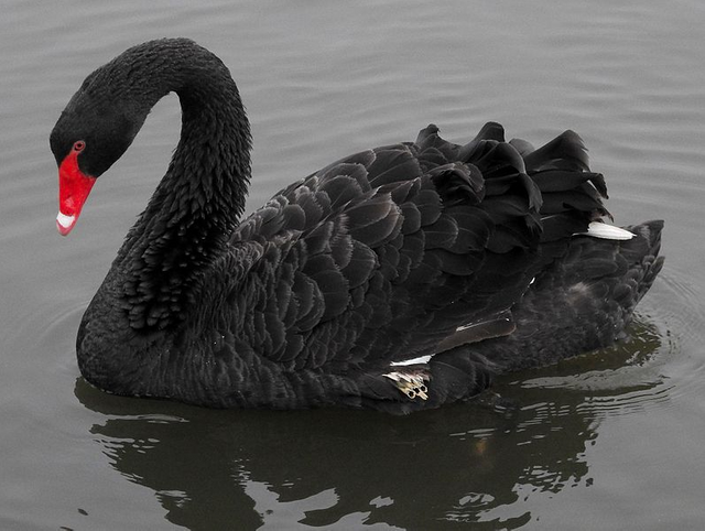 black_swan.png