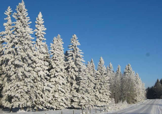 large snowy spruce along our road.JPG