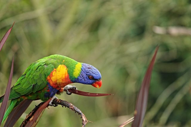 parrot-3032350_960_720.jpg