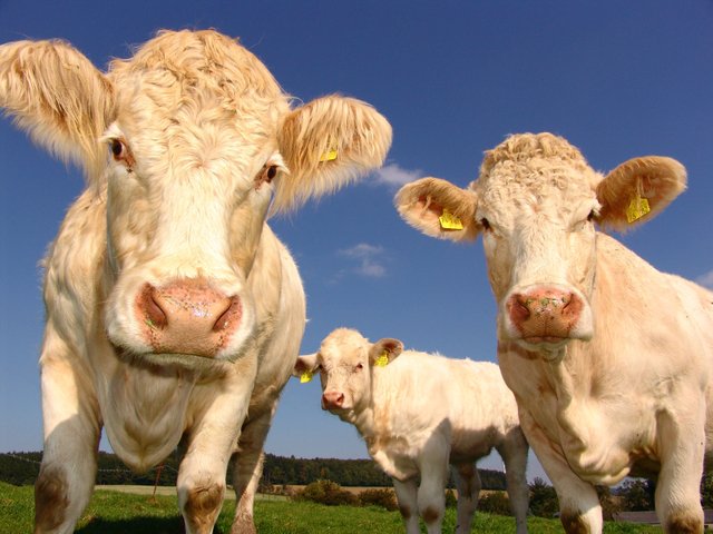 animals-bovine-close-up-33550.jpg