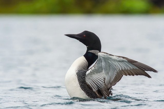 Great-Northern-Loon.jpg