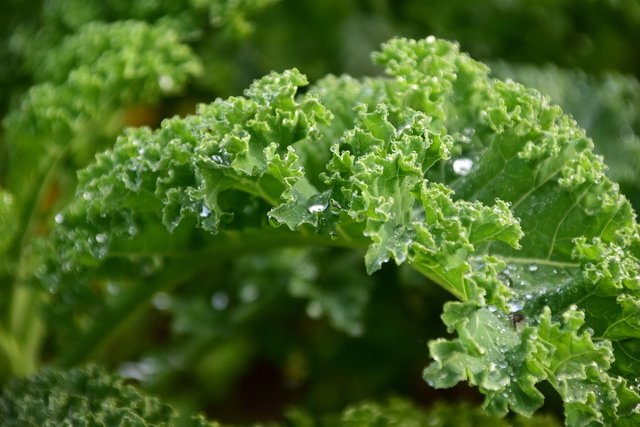 kale-1713221_1280.jpg