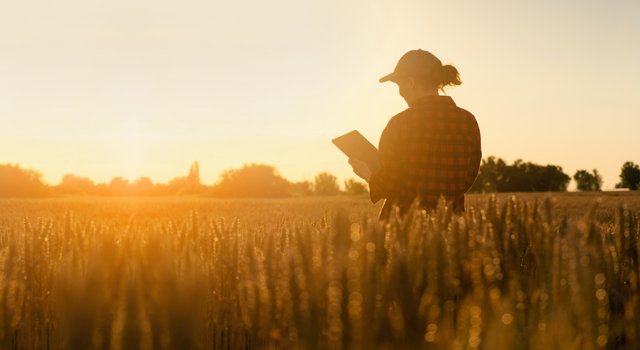 as_428421064_sunny_field2.jpeg