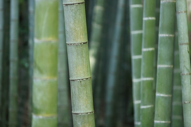 bamboo-919052_960_720.jpg
